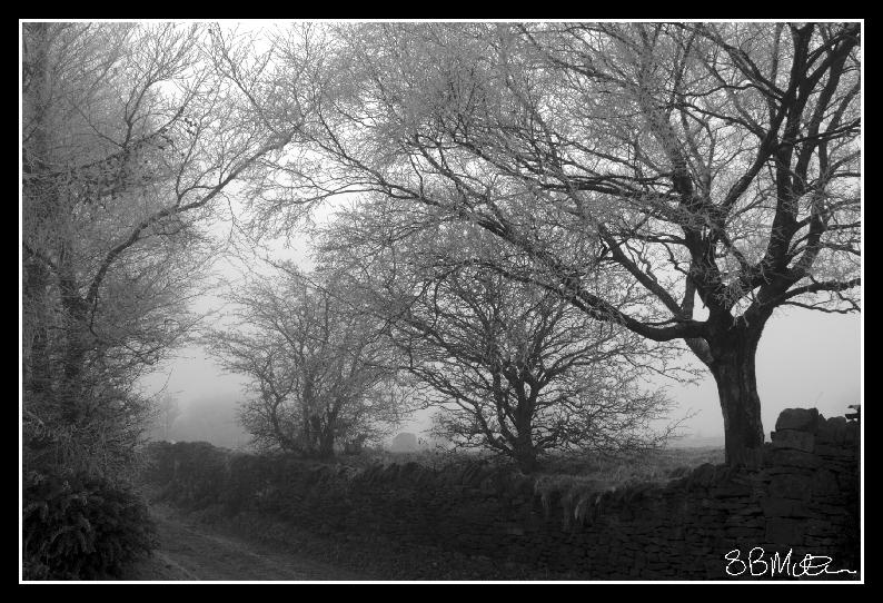 Freezing Fog: Photograph by Steve Milner